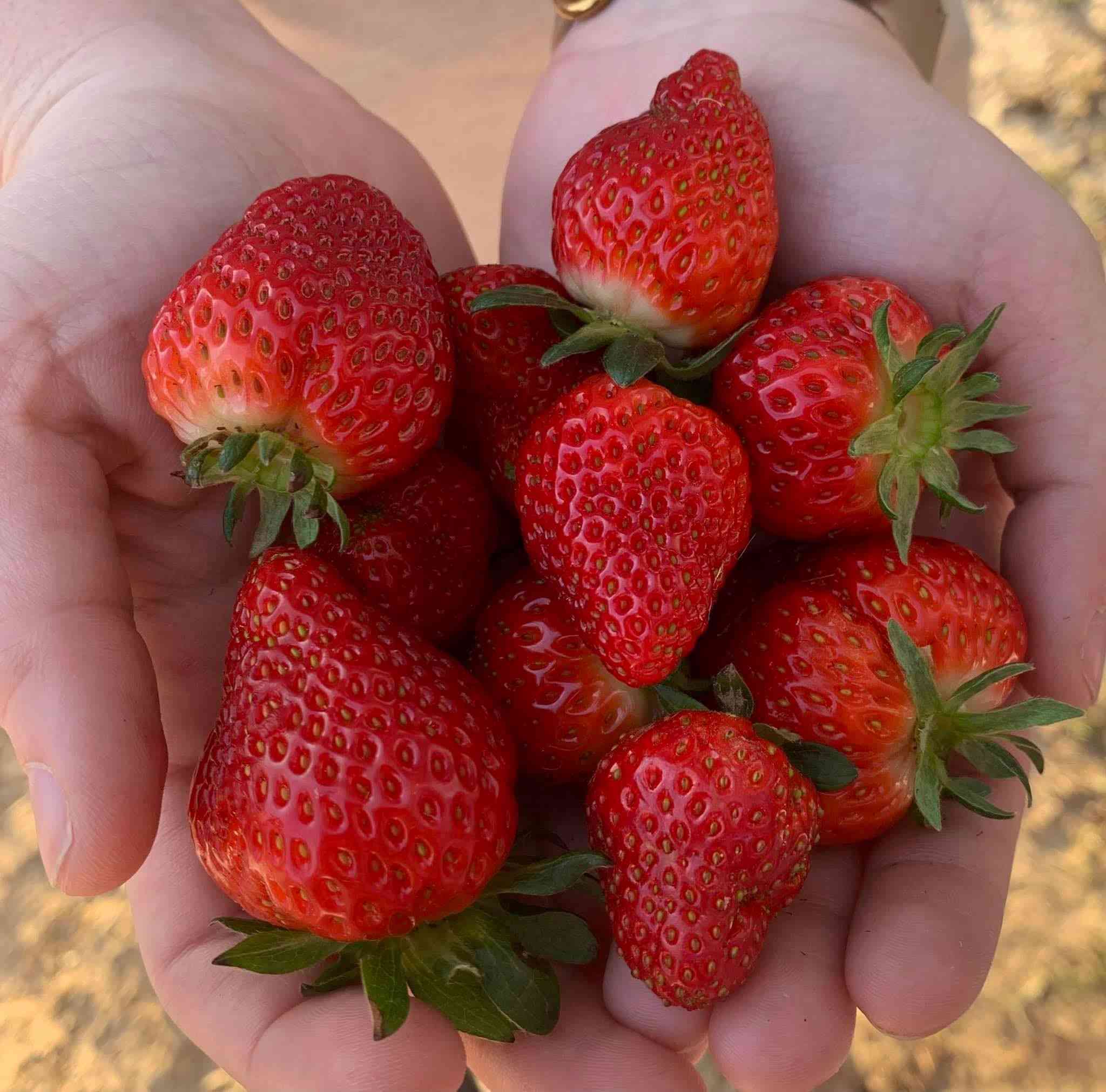 Missouri Strawberries Sweet Corn Produce, Flowers McGruder HomeGrown, LLC